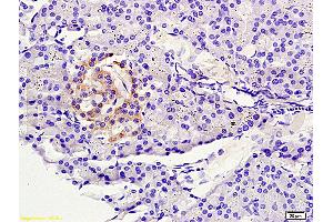 Formalin-fixed and paraffin embedded rat pancreas tissue labeled with Anti-NLG1/KIRREL2 Polyclonal Antibody, Unconjugated (ABIN720460) at 1:200 followed by conjugation to the secondary antibody and DAB staining (KIRREL2 抗体  (AA 165-260))