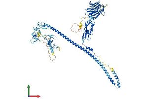 AlphaFold protein structure predicition of Mouse Recombinant Mid1 Protein, UniprotID O70583
