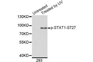 Western blot analysis of extracts from 293 cells, using Phospho-STAT1-S727 antibody (ABIN2988310). (STAT1 抗体  (pSer727))