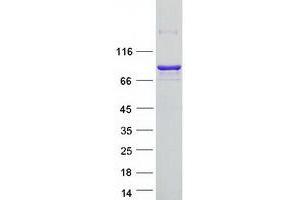 Western Blotting (WB) image for RUN and FYVE Domain Containing 1 (RUFY1) (Transcript Variant 1) protein (Myc-DYKDDDDK Tag) (ABIN2731243)