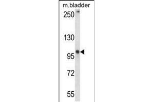 Western blot analysis in mouse bladder tissue lysates (35ug/lane). (GRID1 抗体  (C-Term))