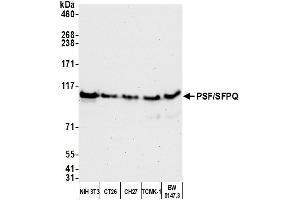 Western Blotting (WB) image for anti-Splicing Factor Proline/glutamine-Ric (SFPQ) (AA 225-275) antibody (ABIN7453761) (SFPQ 抗体  (AA 225-275))