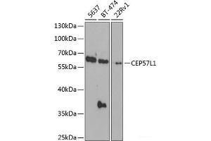 Western blot analysis of extracts of various cell lines using CEP57L1 Polyclonal Antibody at dilution of 1:1000. (CEP57L1 抗体)