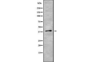Western blot analysis of PON3 using LOVO whole cell lysates (PON3 抗体  (Internal Region))