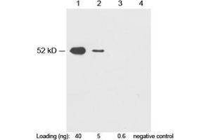 Western blot analysis of c-Myc fusion protein (MW~52KD) using 1 µg/mL Rabbit Anti-c-Myc-tag Polyclonal Antibody (ABIN398404) Lane 1-3: c-Myc fusion protein in HEK293 cell lysateLane 4: Negative HEK293 cell lysateSecondary antibody: Goat Anti-Rabbit IgG (H&L) [HRP] Polyclonal Antibody (ABIN398323, 1: 20,000) The signal was developed with LumiSensorTM HRP Substrate Kit (ABIN769939) (Myc Tag 抗体)