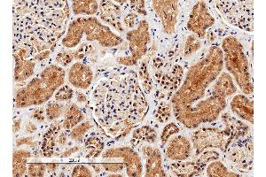 ABIN2561197 (4µg/ml) staining of paraffin embedded Human Kidney. (Liver Arginase 抗体  (C-Term))