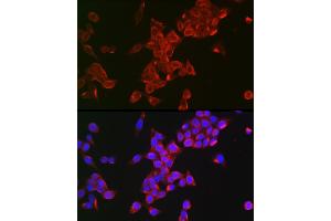 Immunofluorescence (IF) image for anti-Follicle Stimulating Hormone Receptor (FSHR) (AA 631-695) antibody (ABIN3022002)