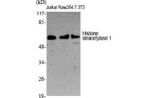 Western Blot analysis of various cells using Histone deacetylase 1 Polyclonal Antibody diluted at 1:1000. (HDAC1 抗体  (AA 410-490))
