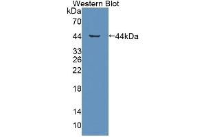 Western blot analysis of the recombinant protein. (GHRHR 抗体  (AA 23-130))