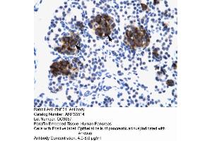 Human Pancreas (ZNF182 抗体  (Middle Region))