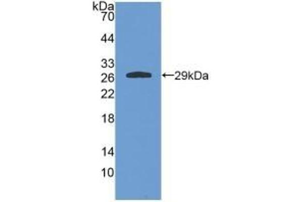 GSTA4 抗体  (AA 2-222)