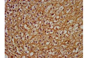 IHC image of ABIN7162973 diluted at 1:200 and staining in paraffin-embedded human adrenal gland tissue performed on a Leica BondTM system. (PEX13 抗体  (AA 1-130))