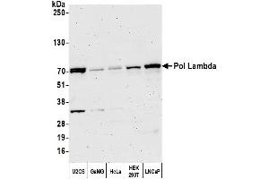 anti-Polymerase (DNA Directed), lambda (POLL) (AA 150-200) antibody