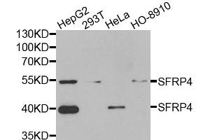 Western blot analysis of extracts of various cell lines, using SFRP4 antibody (ABIN5973810) at 1/1000 dilution. (SFRP4 抗体)