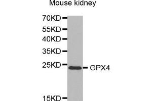 Western Blotting (WB) image for anti-Glutathione Peroxidase 4 (GPX4) antibody (ABIN1872881) (GPX4 抗体)