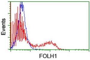 HEK293T cells transfected with either RC218310 overexpress plasmid (Red) or empty vector control plasmid (Blue) were immunostained by anti-FOLH1 antibody (ABIN2455699), and then analyzed by flow cytometry. (PSMA 抗体)