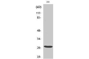 Western Blotting (WB) image for anti-Breast Cancer Metastasis-Suppressor 1-Like (BRMS1L) (Internal Region) antibody (ABIN3174063) (BRMS1L 抗体  (Internal Region))