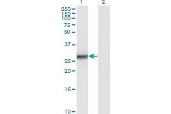 BCL2L1 antibody  (AA 1-233)