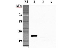 Western blot analysis using anti-GPX1 (human), pAb  at 1:2'000 dilution. (Glutathione Peroxidase 1 抗体)