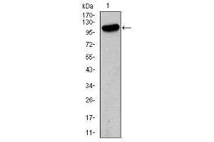 Image no. 2 for anti-Glutamate Receptor, Ionotropic, AMPA 2 (GRIA2) antibody (ABIN1491627) (GRIA2 抗体)