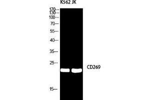 Western Blot (WB) analysis of K562/JK using CD269 antibody. (BCMA 抗体)