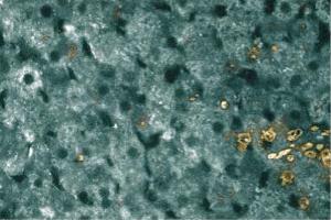Immunohistochemical staining of a formalin-fixed rabbit liver section. (FAS 抗体  (AA 1-163))