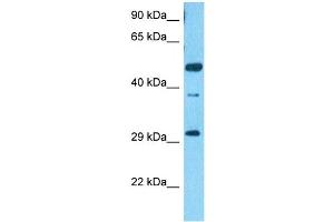 Host:  Rabbit  Target Name:  SCRT2  Sample Type:  HCT116 Whole Cell lysates  Antibody Dilution:  1. (SCRT2 抗体  (N-Term))