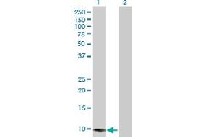 Western Blot analysis of CARD16 expression in transfected 293T cell line by CARD16 MaxPab polyclonal antibody. (CARD16 抗体  (AA 1-97))