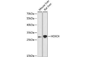 Western blot analysis of extracts of various cell lines, using HOXC4 antibody  at 1:3000 dilution. (HOXC4 抗体  (AA 30-130))