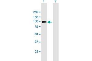 Western Blot analysis of PCDH21 expression in transfected 293T cell line by PCDH21 MaxPab polyclonal antibody. (PCDH21 抗体  (AA 1-745))