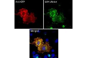 Immunofluorescence (IF) image for anti-Green Fluorescent Protein (GFP) antibody (ABIN7273023) (GFP 抗体)