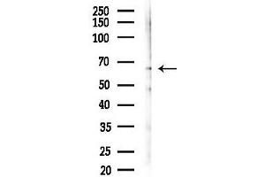 Western blot analysis of lysates from HepG2 cells(heat-shock,45 min treatment), using Phospho- (Ser112/Ser94) Antibody at 1/1000 dilution.