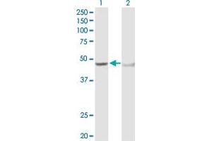 Western Blot analysis of ADH5 expression in transfected 293T cell line by ADH5 MaxPab polyclonal antibody. (ADH5 抗体  (AA 1-374))