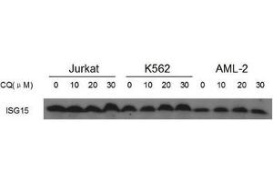 Image no. 5 for anti-ISG15 Ubiquitin-Like Modifier (ISG15) (AA 39-68), (N-Term) antibody (ABIN356679) (ISG15 抗体  (N-Term))