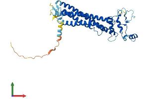 AlphaFold protein structure predicition of Human Recombinant ROM1 Protein, UniprotID Q03395