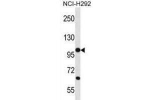 Western Blotting (WB) image for anti-Protocadherin beta 12 (PCDHB12) antibody (ABIN2996667) (PCDHB12 抗体)