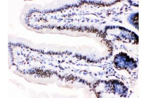 Anti-MCM3 antibody, IHC(P) IHC(P): Mosue Intestine Tissue