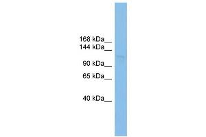 WB Suggested Anti-SF3B3 Antibody Titration: 0. (SF3B3 抗体  (Middle Region))