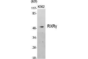 Western Blot (WB) analysis of specific cells using RXRgamma Polyclonal Antibody. (Retinoid X Receptor gamma 抗体  (Internal Region))