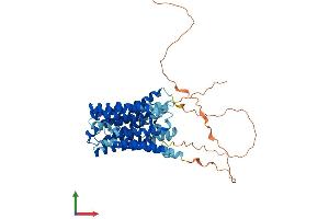 AlphaFold protein structure predicition of Human Recombinant SLC16A8 Protein, UniprotID O95907 (MCT3 Protein (AA 1-504) (His tag))