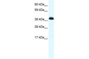 Western Blotting (WB) image for anti-Zinc Finger Protein 568 (ZNF568) antibody (ABIN2461070) (ZNF568 抗体)
