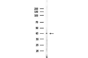 Western blot analysis of lysates from HUVEC cells(UV,30 min treatment), using GAL Antibody at 1/1000 dilution.
