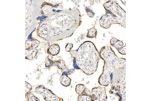 Immunohistochemistry of paraffin-embedded human placenta using Kallikrein 8 Rabbit mAb (ABIN7268065) at dilution of 1:100 (40x lens). (Kallikrein 8 抗体)