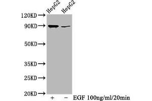 Western Blot Positive WB detected in HepG2 whole cell lysate(treated with EGF or not) All lanes Phospho-RPS6KA1 antibody at 0. (Recombinant RPS6KA1 抗体  (pSer363, pThr359))
