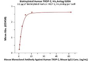 Immobilized Biotinylated Human TROP-2, His,Avitag (ABIN6731334,ABIN6809887) at 1 μg/mL (100 μL/well) on streptavidin  precoated (0.