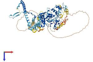 EZH1 Protein (AA 1-747) (His tag)
