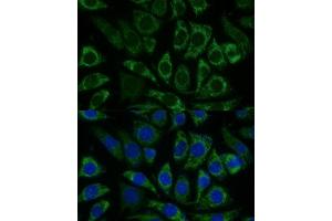 Immunofluorescence analysis of L929 cells using NDUFS8 Polyclonal Antibody (ABIN6132393, ABIN6144496, ABIN6144497 and ABIN6216871) at dilution of 1:100 (40x lens).