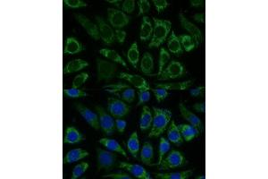 Immunofluorescence analysis of L929 cells using NDUFS8 Polyclonal Antibody (ABIN6132393, ABIN6144496, ABIN6144497 and ABIN6216871) at dilution of 1:100 (40x lens). (NDUFS8 抗体  (AA 35-210))