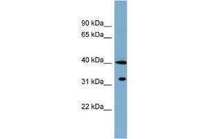 WB Suggested Anti-KCTD9 Antibody Titration: 0. (KCTD9 抗体  (Middle Region))