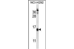 Western blot analysis in NCI-H292 cell line lysates (35ug/lane). (CNIH 抗体  (C-Term))